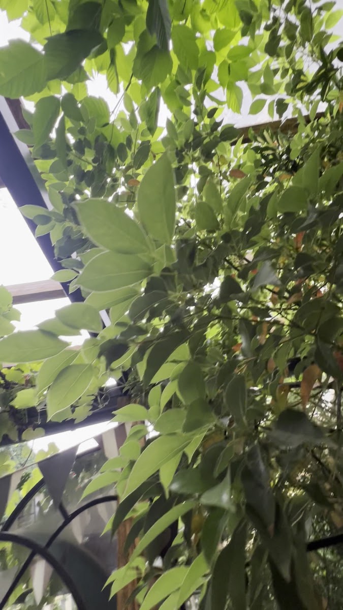 Bar-Restaurant Papavero-2